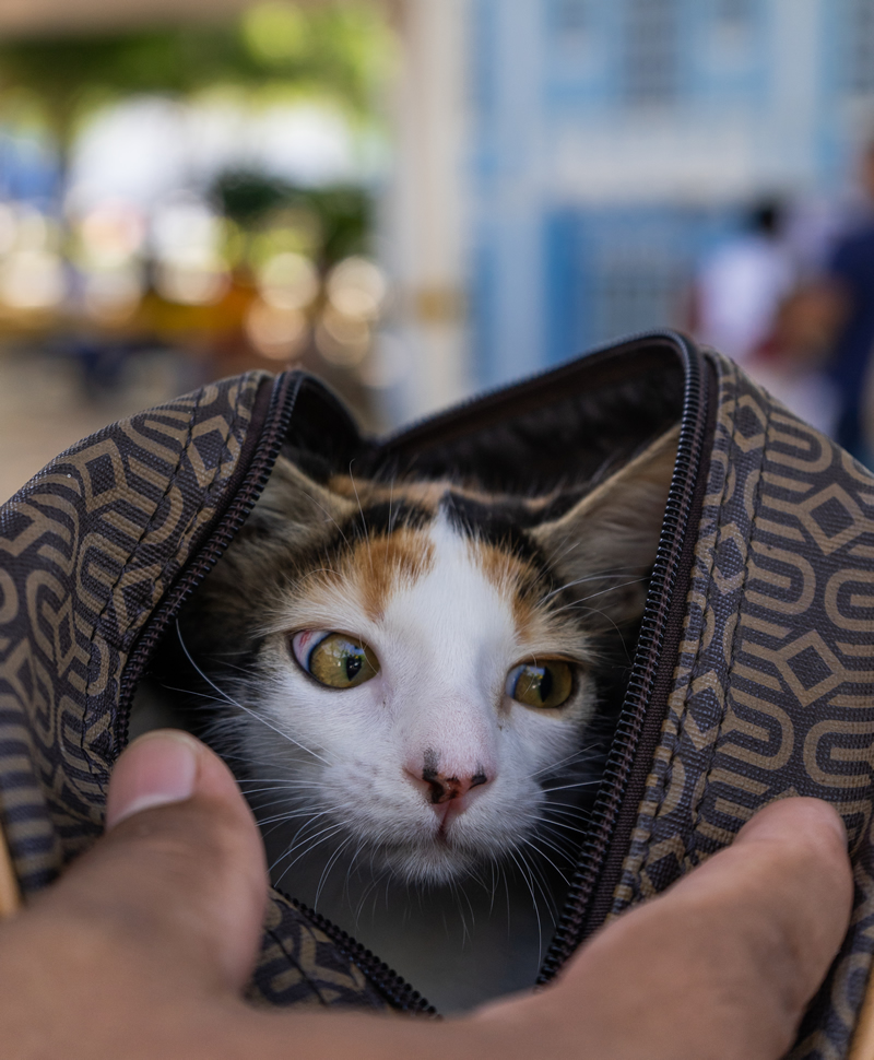 Un gato envuelto en una manta
