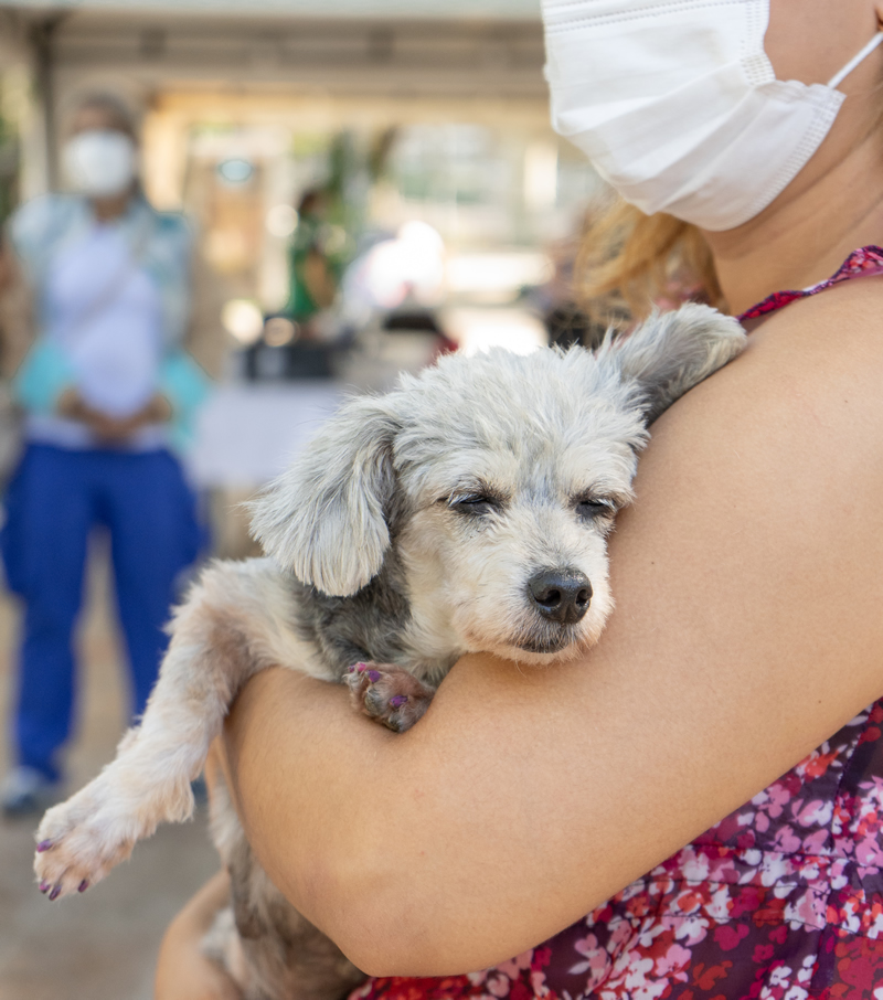 Un perro de pelo blanco en brazos de una persona de la fundación