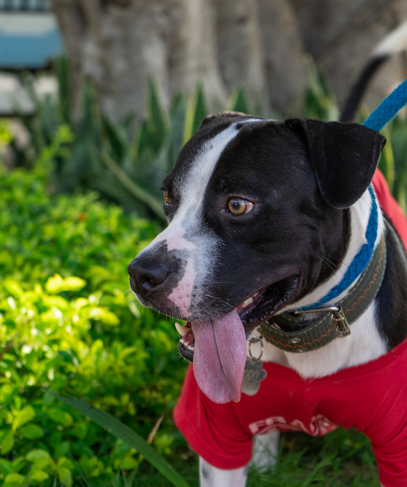 Un perro con una pañoleta roja